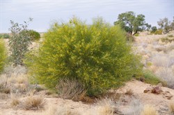 Senna artemisioides subsp. filifolia 