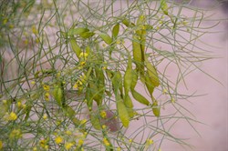 Senna artemisioides subsp. filifolia 