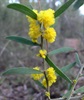 Wattles were just starting to flower.