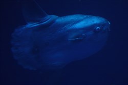 Sun Fish (Molla Molla)