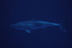 The Great White Shark in the tank!