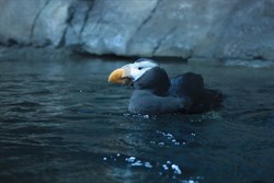 The sea birds of California are like no other