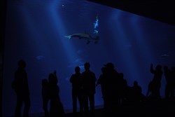 View of the shark tank