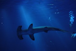 Hammerhead