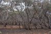 Bush Scene near Gnarlbine Rock
