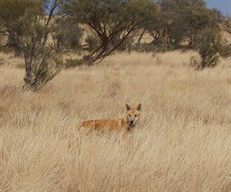 A lone and very healthy looking Dingo along the Cordillo Road
