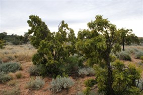 Emu Apple trees at Moonda Lake