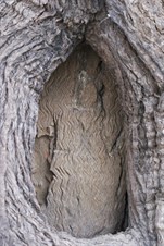 The dig tree