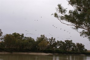 A flight of Pelicans above the Cooper