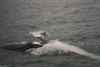 Whale Watching @ Hervey Bay 1