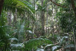 Fraser Island Rain Forest at Wanggoolba Creek