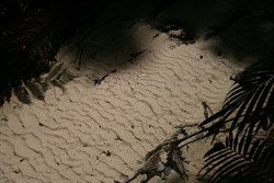 Fraser Island, The pure fresh water of Wanggoolba Creek