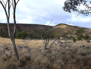 Looking east to the Gundabooka Range