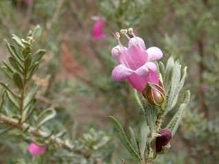 Emubush - Eremophila sp.