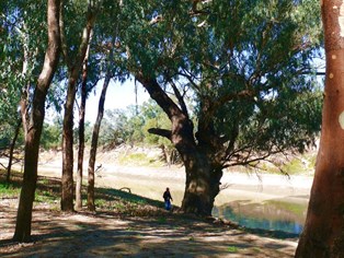 Darling River and red gums at Trilby