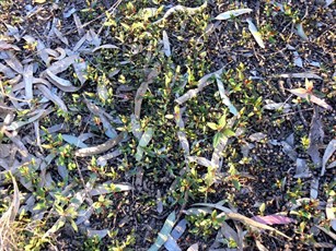 "Lawn" of gum tree seedlings