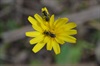 Native Bees on a Yam Daisy Flower
