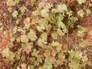 Nardoo grows in damp spots.