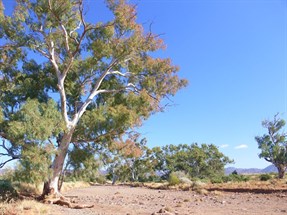 A Flinders scene - River Red Gums and rugged hills
