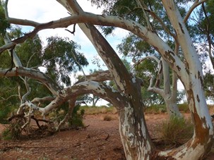 Colours and patterns of the Flinders.