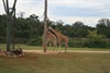 Giraffes in the new 'Africa' display @ Australia Zoo