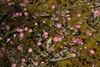 Sticky Everlastings, Mount Trio Bush Camp
