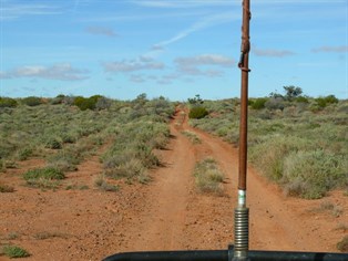 In the sand dunes north of Andamooka