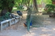 Mr Peacock showing off
