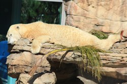 Polar Bear