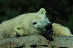 Polar Bear