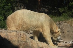 Polar Bear