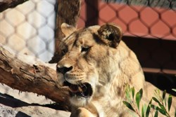 Lioness