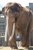 Asian Elephant (both males & females grow tusks)