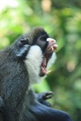 Guenon