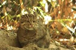 Fishing Cat