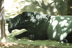 Tapir