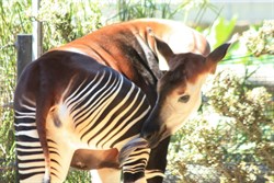 Okapi