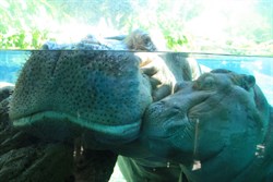 Gorgeous hippos!