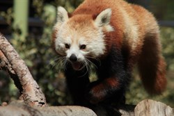 Red Panda