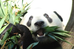 Aww cute Panda