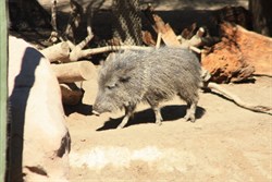 Wild Boar