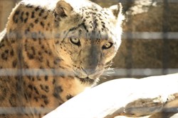Snow Leopard