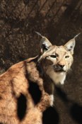 Caracal (Desert Lynx)