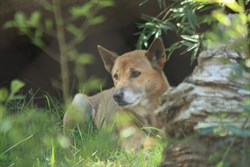 Singing Dog (Papua New Guinea) not a dingo