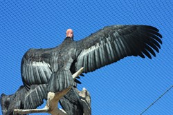 Californian Condor