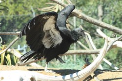 Californian Condor