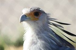 Secretary Bird