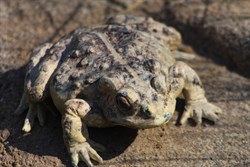 Warty Toad (Amargosa?)