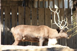 Reindeer
