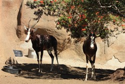 Blesbok (white faced antelope)